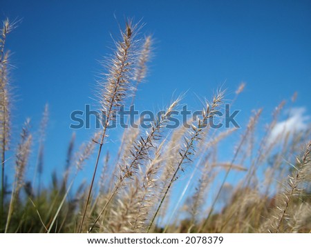 View of Stems against blue sky, stock image, could be used as a background