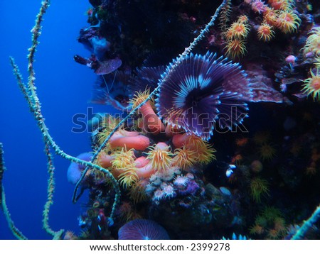 View of coral reef underwater, oceanic aquatic life