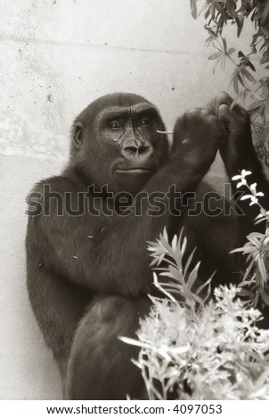 Adult male gorilla portrait, sepia duo-tone