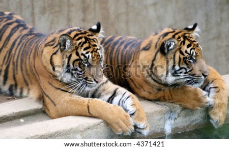 Two young tigers sitting next to one another