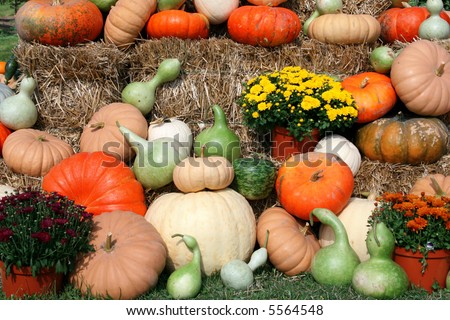 Fall harvest arrangement, suitable for a halloween or thanksgiving themed design