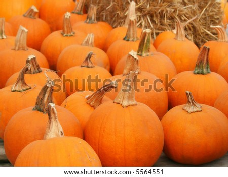 Pumpkin Arrangement against hay stacks. Halloween or Thanksgiving theme