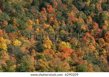 Fall colors, forest background, forest of yellow, red and green treas from above
