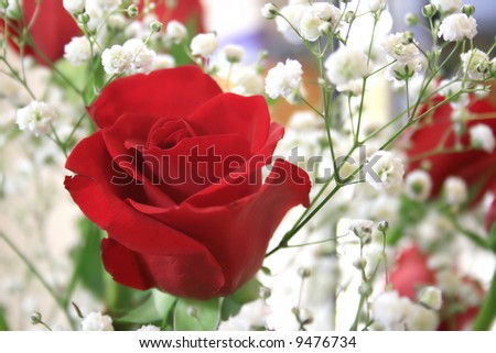 View of a rose in a bunch of roses