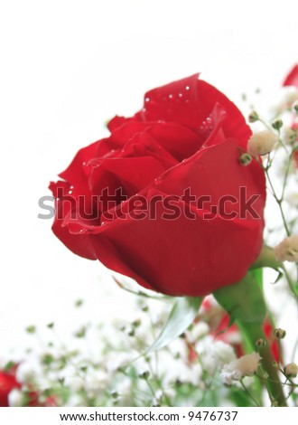 Rose stem with drops of dew or water over white background