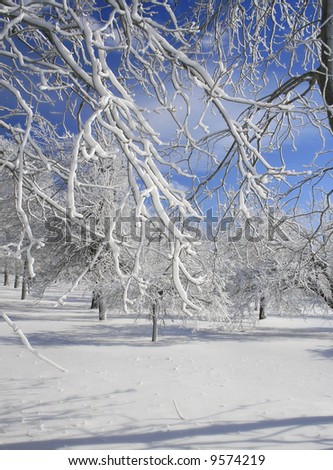 Frozen forest, snow, winter. Image taken at Niagara Falls park where the mist rising from Niagara falls freezes on trees forming a crust of ice that covers trees from top to  bottom