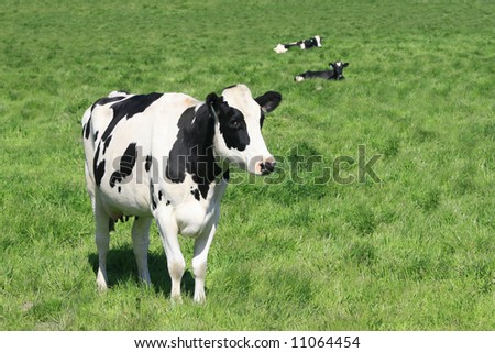 Black and white cow in a green meadow, close up, farming, agricultural theme