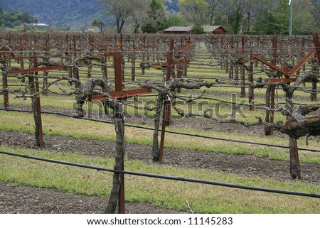 View of a vineyard around one of California's wineries, in a hillside part of California