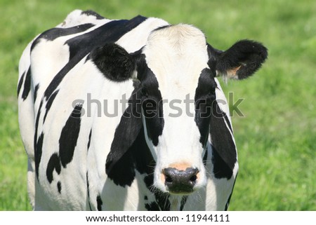 Black and white cow in a green meadow, close up, farming, agricultural theme