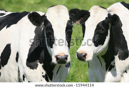Two black and white cows in a green meadow, close up, farming, agricultural theme