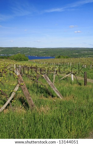 View of a vineyard around one of California\'s wineries, in a hillside part of California