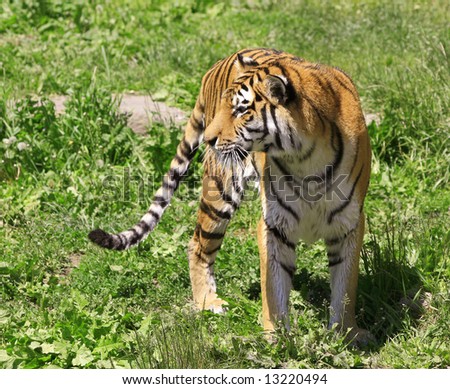 View of a young tiger standing in green grass