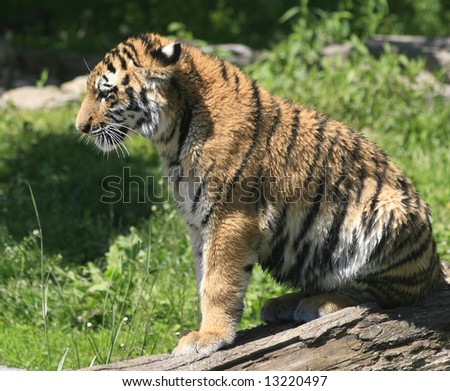 Young tiger sitting on a log in green grass