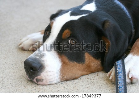 Portrait of  a Swiss mountain dog, sad or waitin