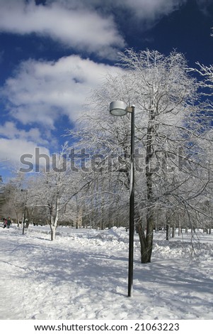 Winter theme - ice and snow covered trees on a clear winter day, blue sky, outdoors in a park