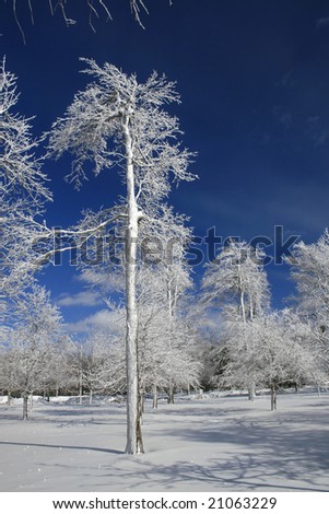 Winter theme - ice and snow covered trees on a clear winter day, blue sky, outdoors in a park