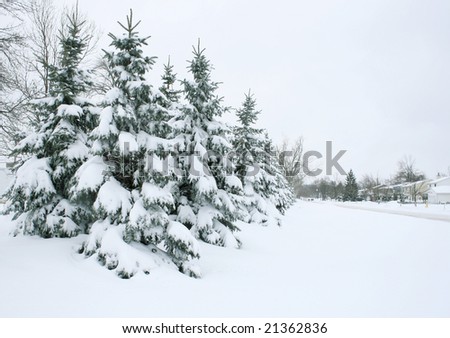 Winter Theme: Snow covered tree branches, outdoors, city street
