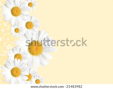 Daisy background, colorful seasonal (summer or spring) image versatile for a variety of designs