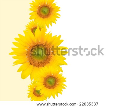 yellow flowers background. stock photo : Yellow flower