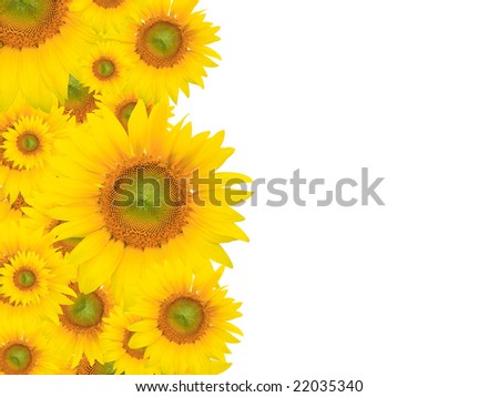 yellow flowers background. stock photo : Yellow flower
