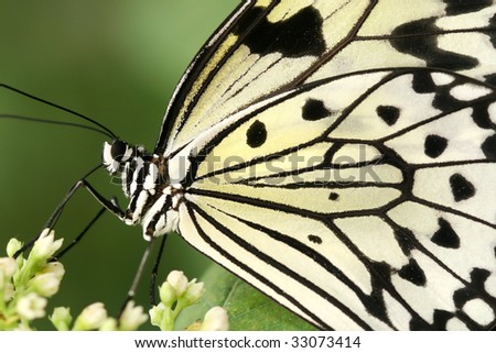 black and white butterfly pictures. lack and white butterfly