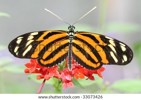 Tiger butterfly macro (heliconius ismenius) on bright orange flower against green background