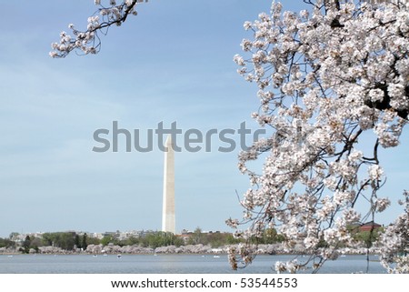 Cherry Blossoms around the Tidal Basin in Washington DC, view of the Washington Monument
