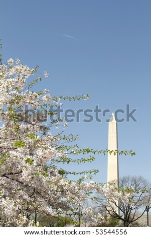 Cherry Blossoms in Washington DC, view of the Washington Monument