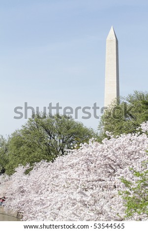 Cherry Blossoms in Washington DC, view of the Washington Monument