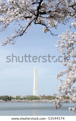 Cherry Blossoms around the Tidal Basin in Washington DC, view of the Washington Monument