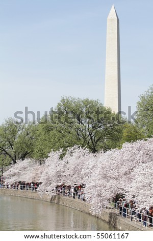 View of the Washington Monument in DC, summer or spring, cherry blossoms