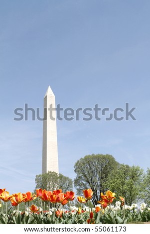 View of the Washington Monument in DC, summer or spring, tulips