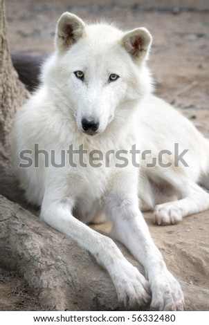 Close up portrait of a white wolf