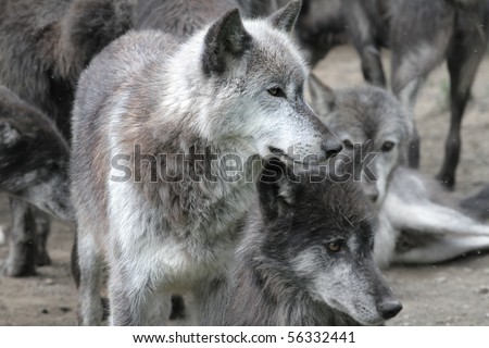 Arctic Wolf Pack