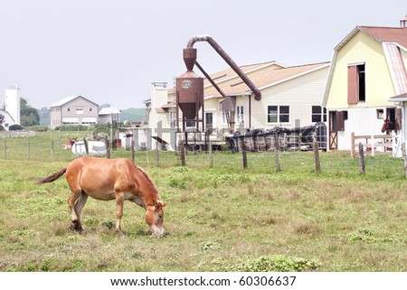 View of a traditional farm, with a horse in the field and farm houses and barns