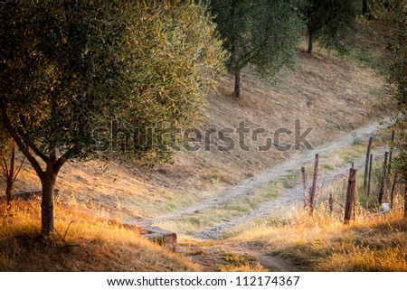 Tuscan country with olive tree at sunrise, near San Quirico d Orcia, Italy.