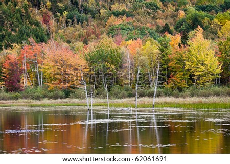 Vivid colors of Fall in Acadia National Park, Mount Desert Island, Maine, USA