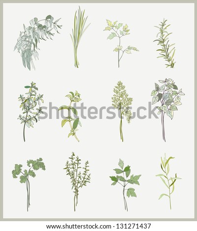 Spicy herbs. Collection of fresh herbs. Illustration spicy herbs.