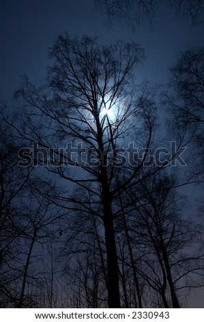Night scenery of forest with Moon