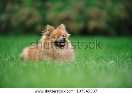 A puppy of a Pomeranian spitz running with a wide smile