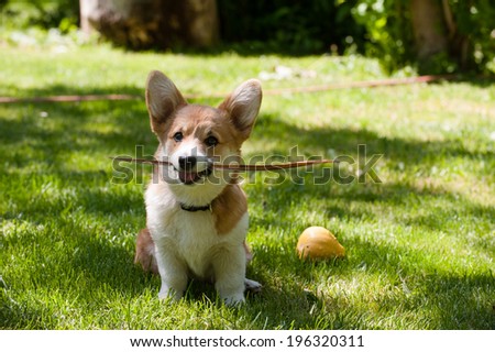 Welsh corgi pembroke puppy sitting with a stick in its mouth