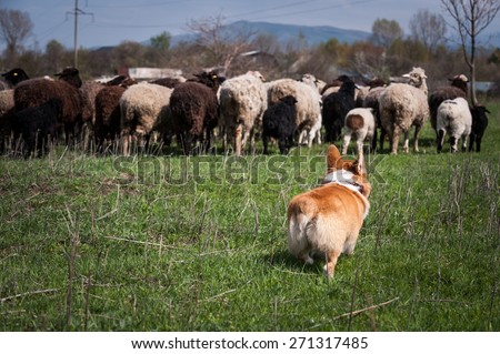 Welsh corgi pembroke herding a flock of sheep