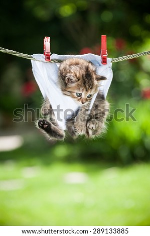 Stripy fluffy kitten in white panties hanging on the rope looking down
