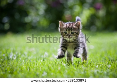 Cute little kitten jumping on green grass