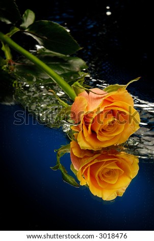 Yellow rose on blue background with water swirls