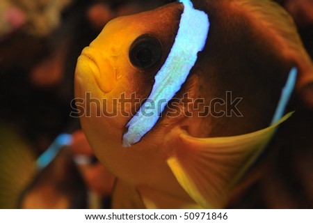 Close-up of anemone (clown) fish tuned sideways