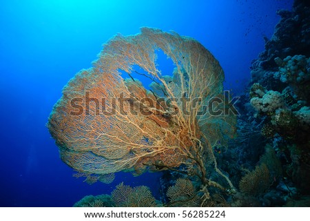 Gorgonian fan coral with a heart-shaped whole in the center