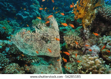 Triangular-shaped gorgonia fan coral