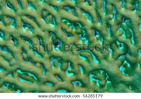 stock photo Macro shot of hard coral lace