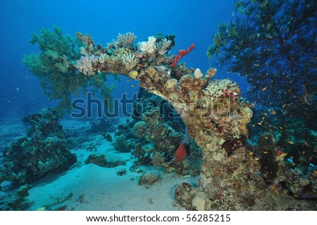 Various hard coral in an arch shape